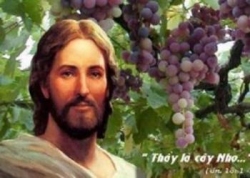 Ở lại với Đức Giêsu để sinh hoa trái