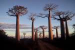 Madagascar: Dâng Tổ quốc cho Lòng thương xót