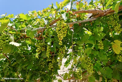 Grapes on vine Beit Jimal tb062807457 bibleplaces
