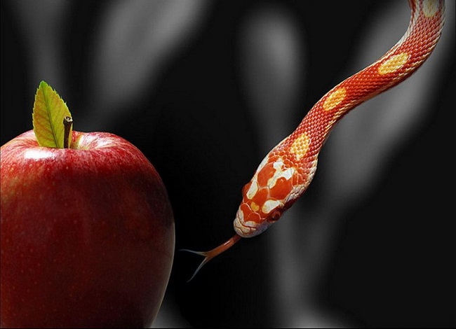 red snake and red apple wallpaper,1990x1440,65211