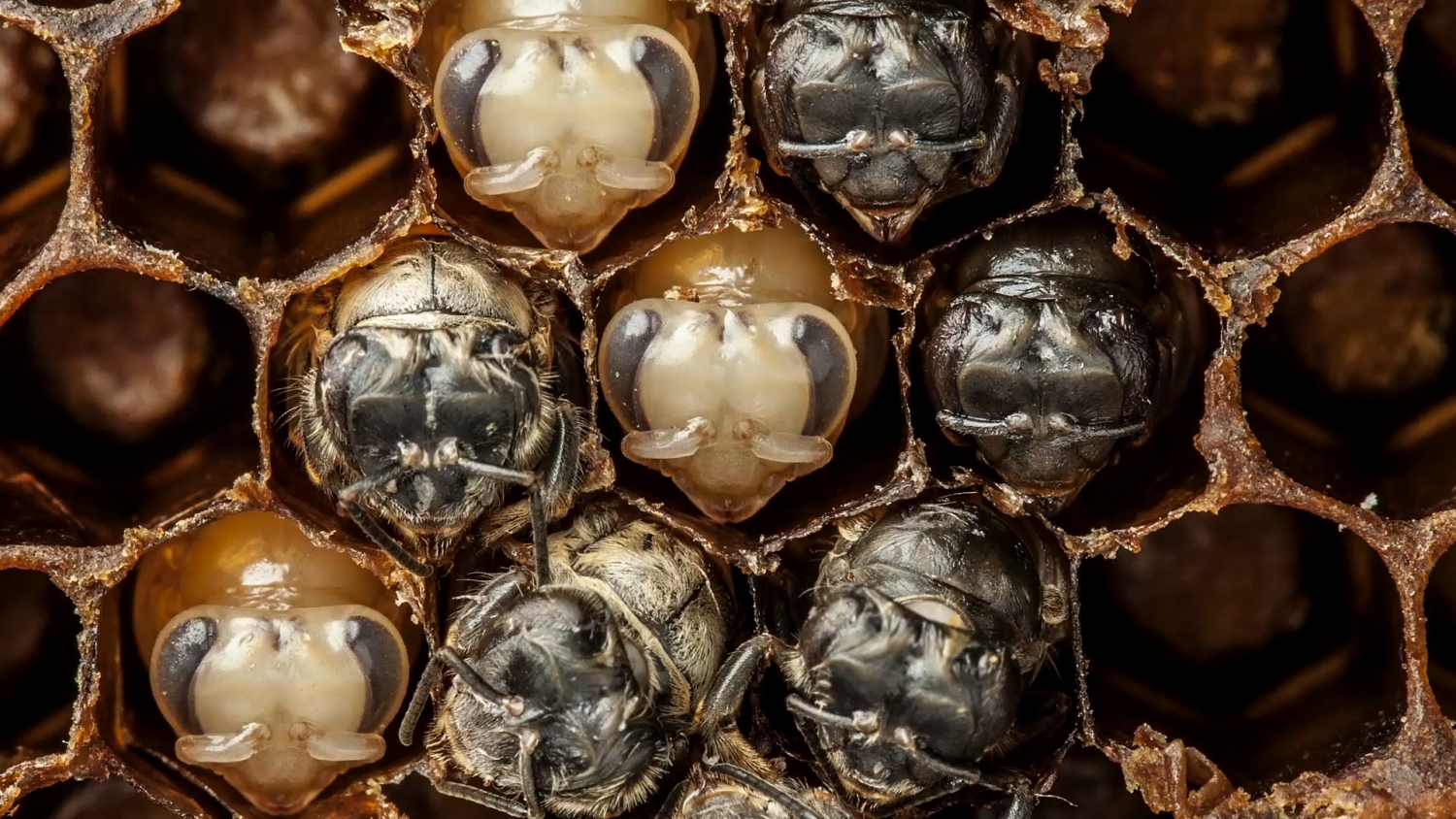 0000014d 4e16 d248 a94f 4f9eeb9b0000 amazing time lapse from larva to bee in 60 seconds
