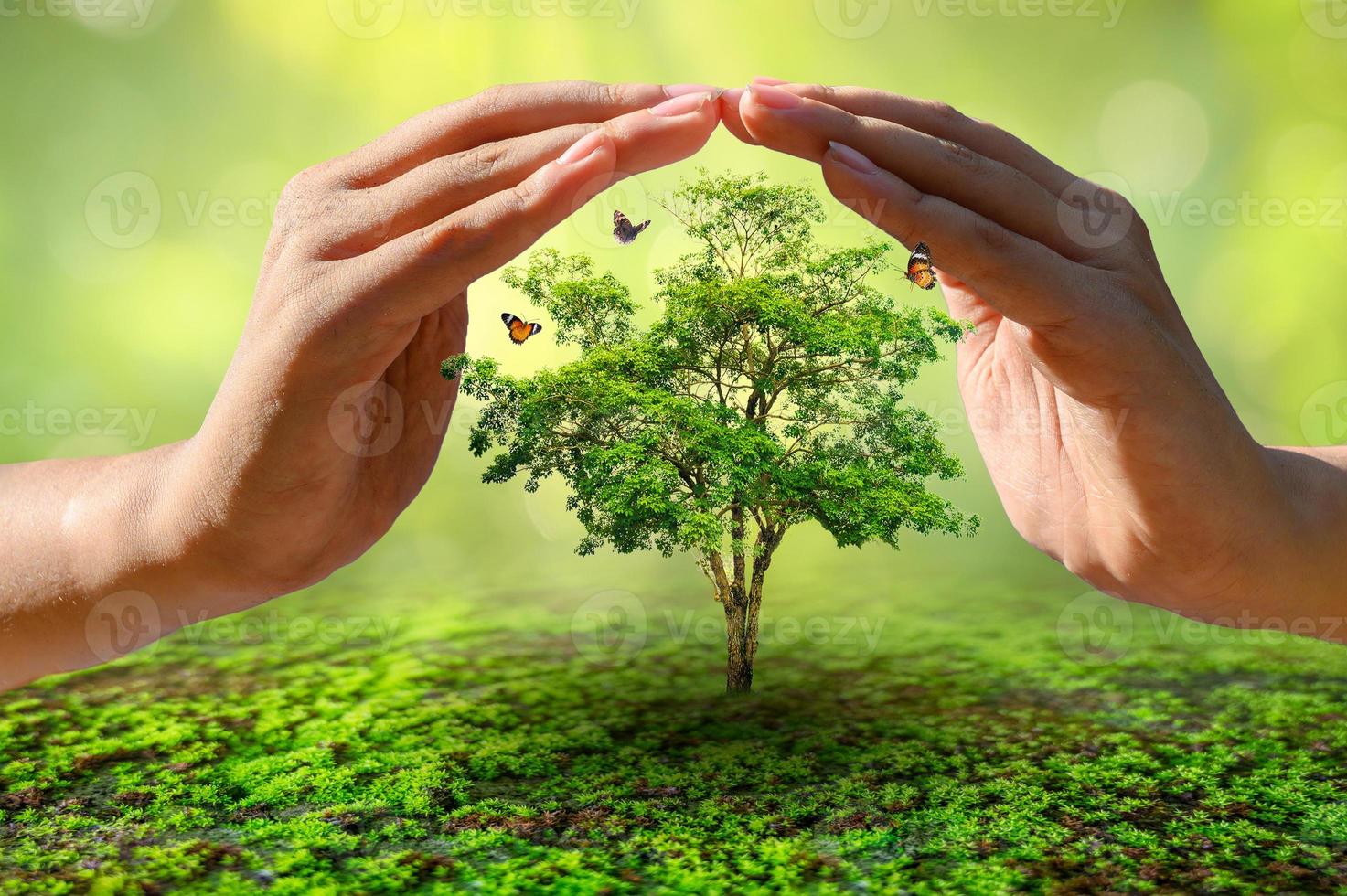 hands protecting trees world environment day concept photo