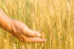 Thứ 3 tuần 14: Hãy xin chủ sai thợ đi gặt lúa về