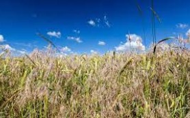 Lúa tốt và cỏ dại