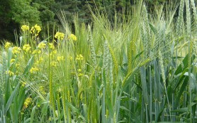 Lúa tốt và cỏ lùng