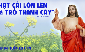 Hạt cải sẽ thành cây lớn