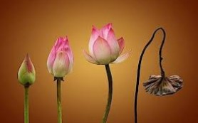 Vượt qua đau khổ, vô thường, hướng về Chúa phục sinh