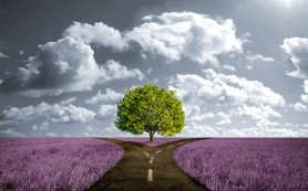 Truyện ngắn: Hoa trái của sự chọn lựa