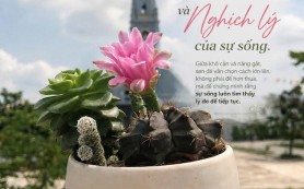 Sen đá và nghịch lý của sự sống