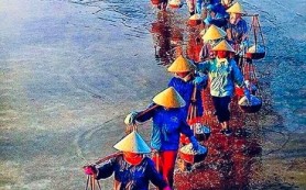 Ngơ như muối