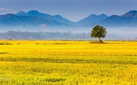Lúa chín đầy đồng