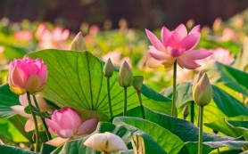 Truyện ngắn: Mùa hoa nở lại