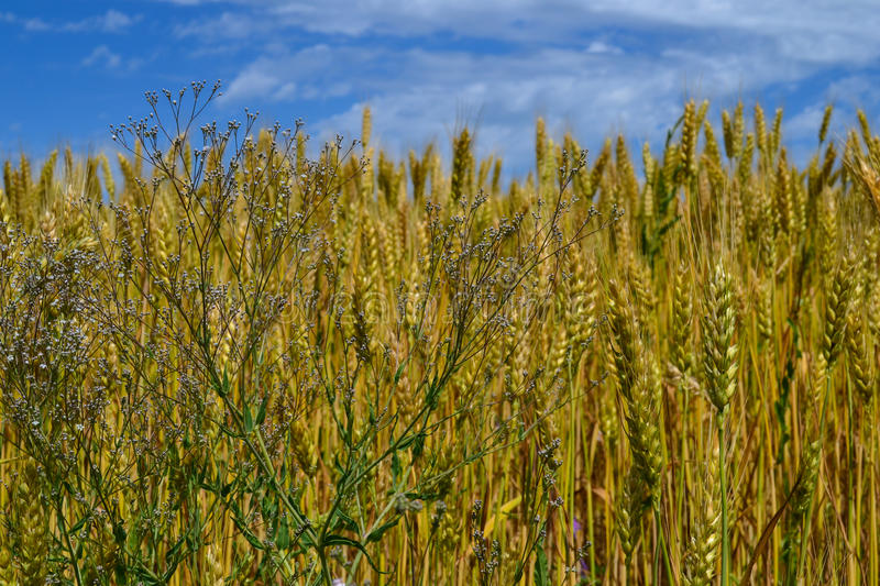 weeds wheat field photo 57689107