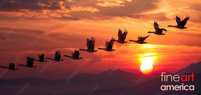 v goose