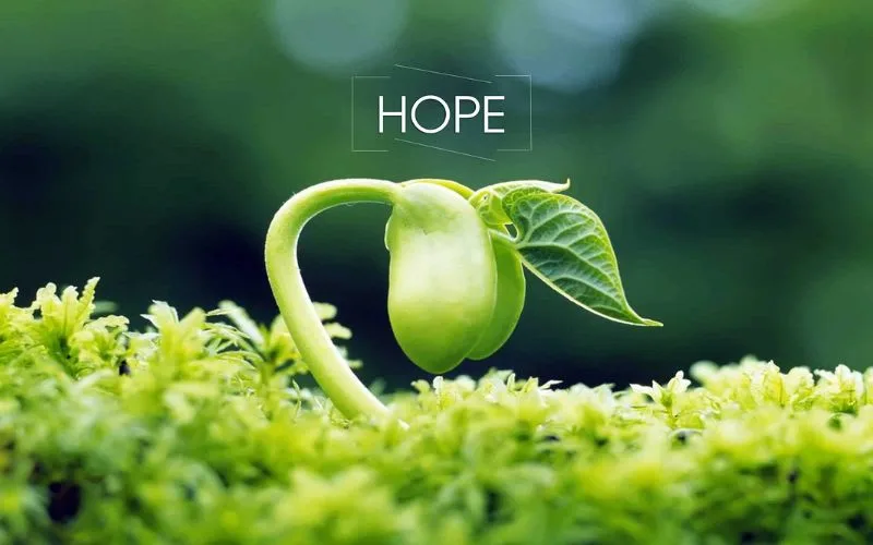 Hoặc hy vọng, hoặc không