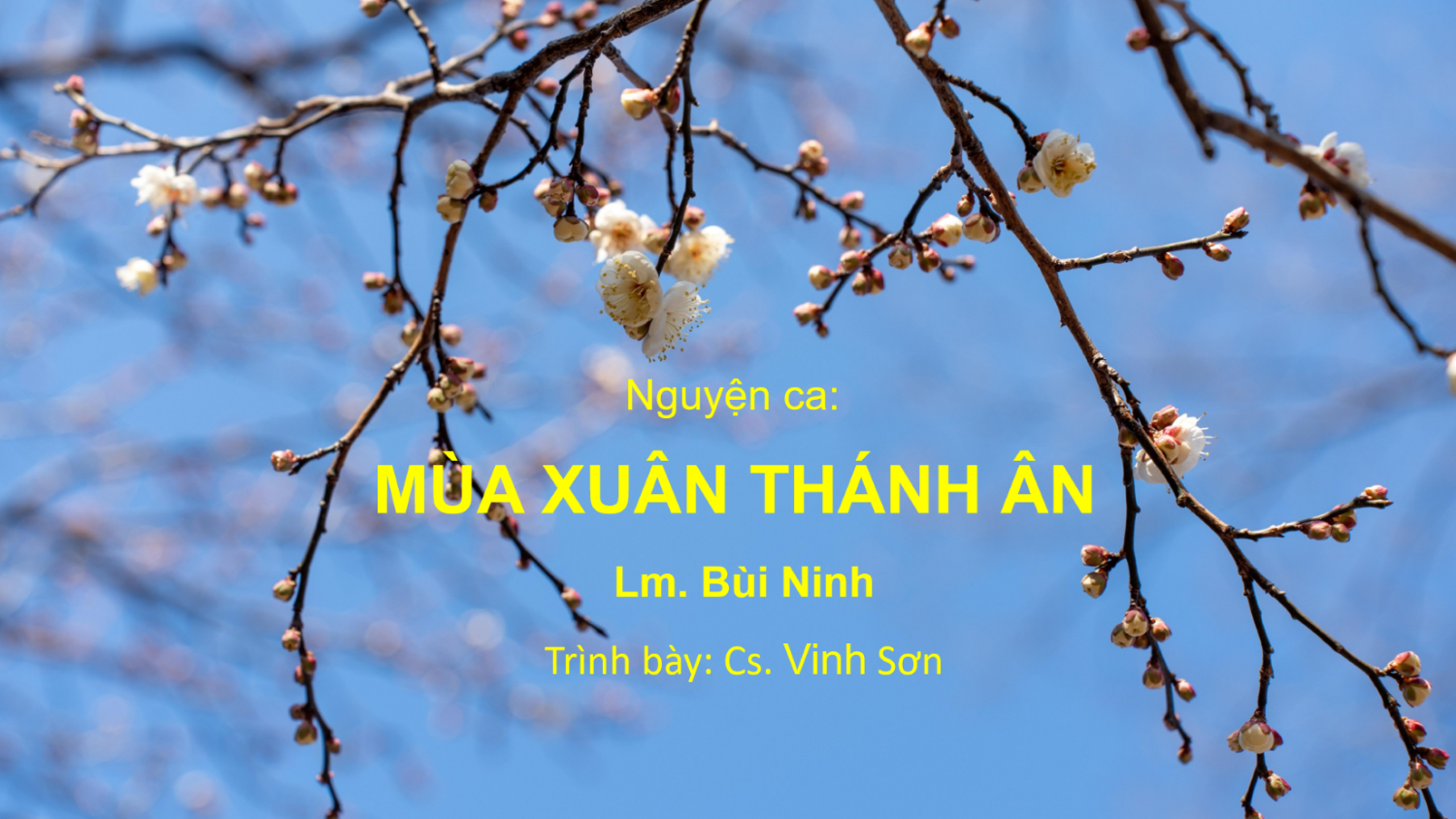 Nguyện ca: Mùa Xuân Thánh Ân – Lm. Bùi Ninh – Cs. Vinh Sơn